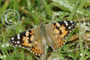 The Painted Lady Butterfly
